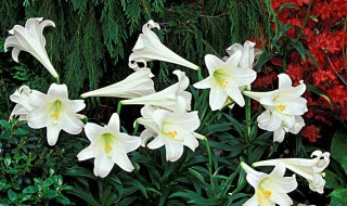 百合花寓意是什么意思 百合花为何受欢迎
