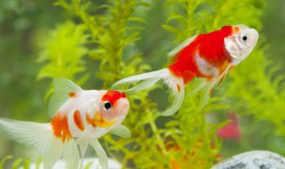 用鱼比喻人生的句子 用鱼比喻人生句子