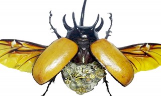 甲虫有哪些 甲虫的品种有哪些