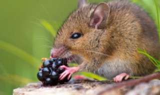 怎么抓老鼠 多种方法抓老鼠