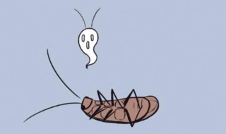 屋里为什么会有蟑螂什么原因 屋里有蟑螂的原因