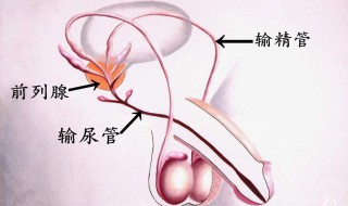 前列腺稍大是什么意思 前列腺稍大指的是什么
