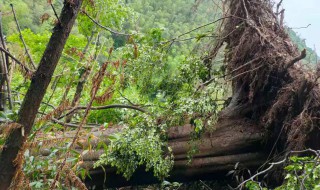 拔山倒树是什么意思 拔山倒树而来是指什么