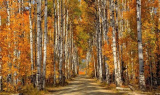 木加华是什么字 木加华怎么读