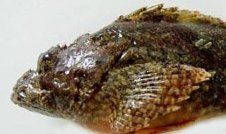 石头鱼的风水学应用 石头鱼风水学应用