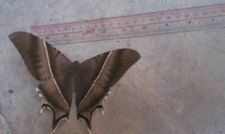 飞蛾太多怎么办 飞蛾类简介