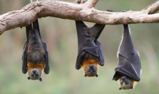 家里频繁出现蝙蝠是怎么回事 家里频繁出现蝙蝠是什么原因