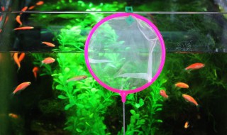 鱼虫是什么东西 鱼虫是什么样的虫子