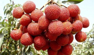 中国十大荔枝品种 中国十大荔枝品种都有哪些