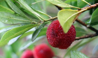 杨梅的神仙吃法 杨梅有什么好吃的吃法