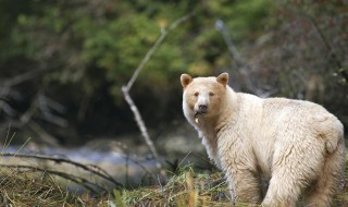 加拿大三大国宝 加拿大三大国宝是什么