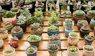 新手如何种多肉植物 多肉植物如何上盆