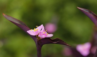 紫竹花寓意 关于紫竹花的寓意