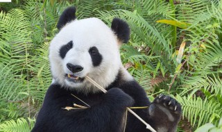 关于熊猫的知识 关于大熊猫的知识有哪些呢
