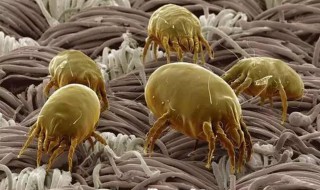 消灭螨虫的最有效方法 消灭螨虫的方法