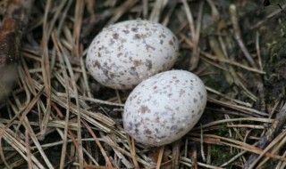 盐鸟蛋制作方法 盐鸟蛋做法