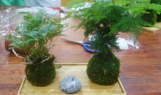苔藓球制作方法 苔藓球怎么做