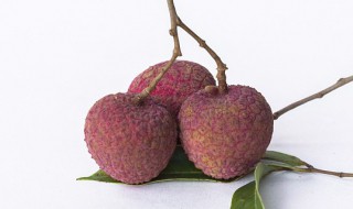 荔枝种植方法 荔枝树如何种植