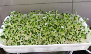 牙苗菜的种植方法及 牙苗菜的种植方法及做法