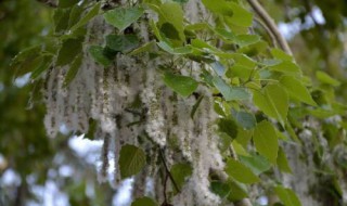 刺挠是什么意思 刺挠怎么解释