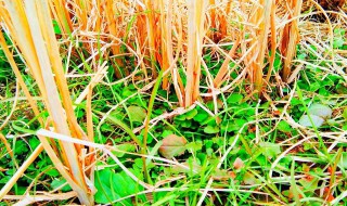 草根的意思 草根的意思是什么