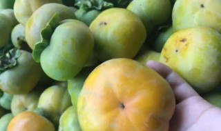 绿色的脆柿子可以吃吗 绿色的脆柿子能吃吗