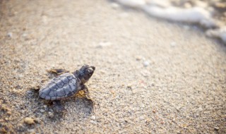 鳄龟在家养吉利吗 鳄龟在家养吉不吉利