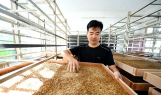 黄粉虫怎么养殖销路好呢 黄粉虫有养殖有哪些销路