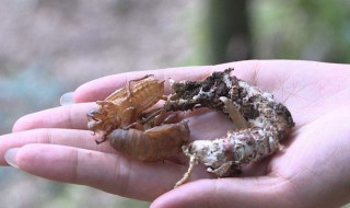 金蝉花究竟怎么吃效果较好 金蝉花究竟怎么吃