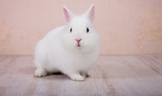 养殖场养兔一般有哪些禁忌 养殖场养兔一般有什么禁忌