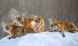 已婚女人梦到老虎 已婚女人梦到老虎 的征兆