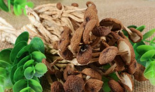 茶树菇瘦肉汤的做法 怎么做茶树菇瘦肉汤