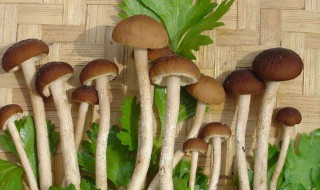 茶树菇与什么食物相克 与茶树菇相克食物介绍