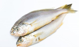 碟鱼与什么相克 碟鱼不能和哪些菜一起吃