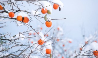 形容冬天的雪景非常美的诗句 关于形容冬天的雪景非常美的诗句