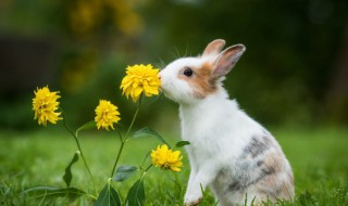 兔子怎么养殖才能长的快 养殖兔子方法