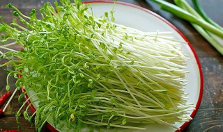 豌豆苗老了怎么做好吃 豌豆苗老了怎么办