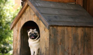 梦见狗追我 梦见狗追我到底啥意思