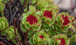 服用红景天可以喝酒吗 服用红景天能喝酒吗