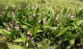 白芨的种植大全 白芨的种植方法