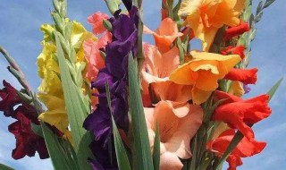 剑兰花可以吃吗 剑兰花能不能吃