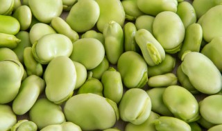 新鲜兰花豆可以吃吗 新鲜兰花豆能吃吗