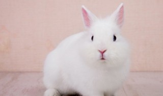 迷你兔怎么养 迷你兔养殖方法