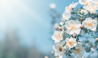 打动女孩子的真心话有哪些 关于打动女孩子的真心话的句子