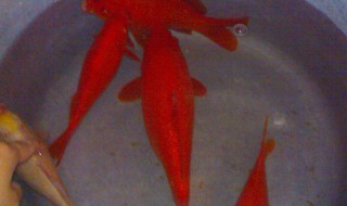 红鲫鱼可以吃吗 红鲫鱼能吃吗