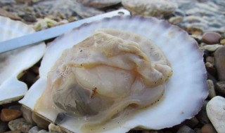 扇贝死了可以吃吗 扇贝死了可不可以吃