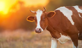 梦到牛攻击自己 梦见牛攻击自己的意思