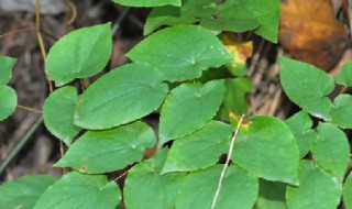 淫羊藿怎么读 淫羊藿的简介