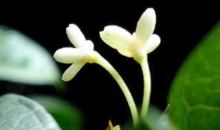 日香桂的特点及养殖方法 日香桂有如下特点以及其养殖方法