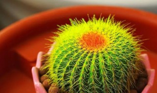 冬天仙人球的养殖方法 冬天仙人球按如下方法养殖